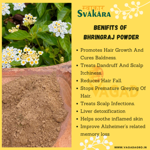 Bhringraj Powder Benefits