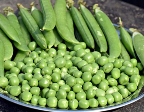9 Incredible Health Benefits Of Green Peas