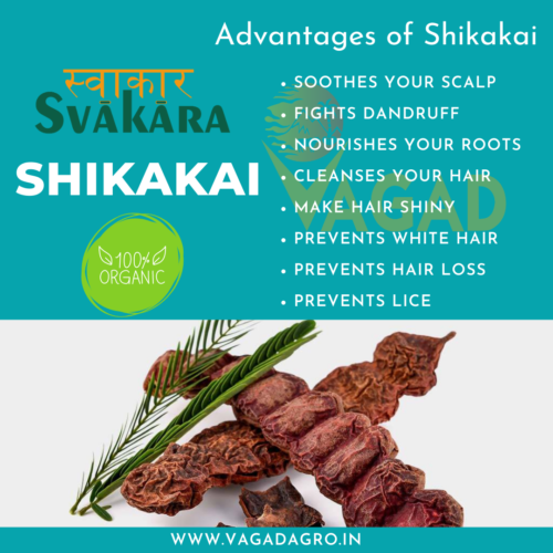 Advantages And Disadvantages Of Shikakai - Vagad Agro Services