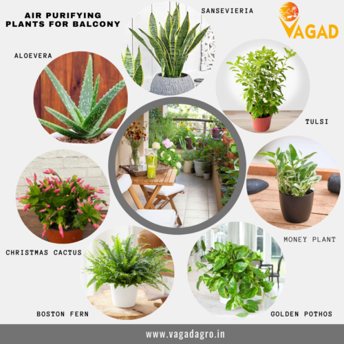 Air Purifying Plants For Balcony