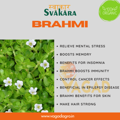 Brahmi - Uses , Benefits, And Disadvantages - Vagad Agro Services