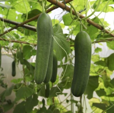 Cucumber Farming