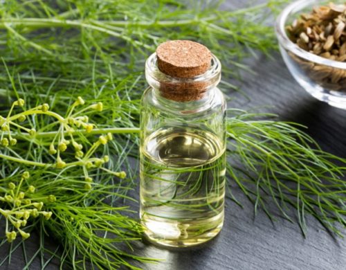 Health Benefits of Fennel Seeds Oil