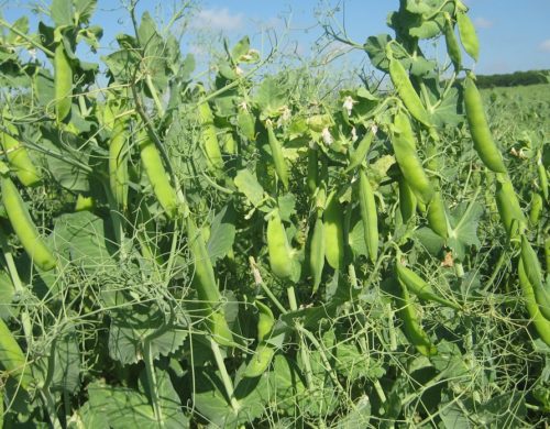 Green Peas Cultivation: Seed Varieties, Climate, Fertilizer, Harvesting