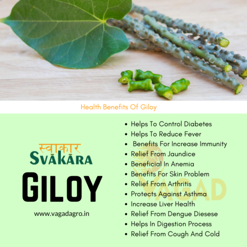 Health Benefits Of Giloy