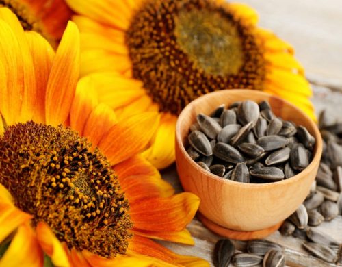 14 Amazing Health Benefits of Sunflower Seeds