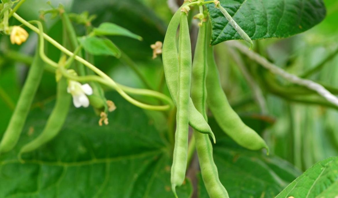 French Beans Farming Guide: Growing, Disease & Prevention, Profit