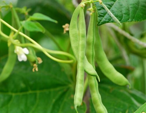 French Beans Farming Guide: Growing, Disease And Prevention, Profit