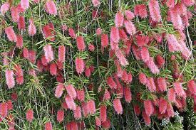 Bottlebrush