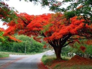 Gulmohar