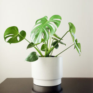 Monstera