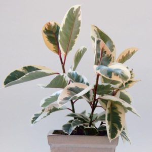 Rubber-Plant-Variegated