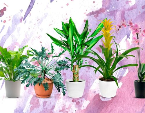 Top 10 Decorative Plants for your Home and Office Space