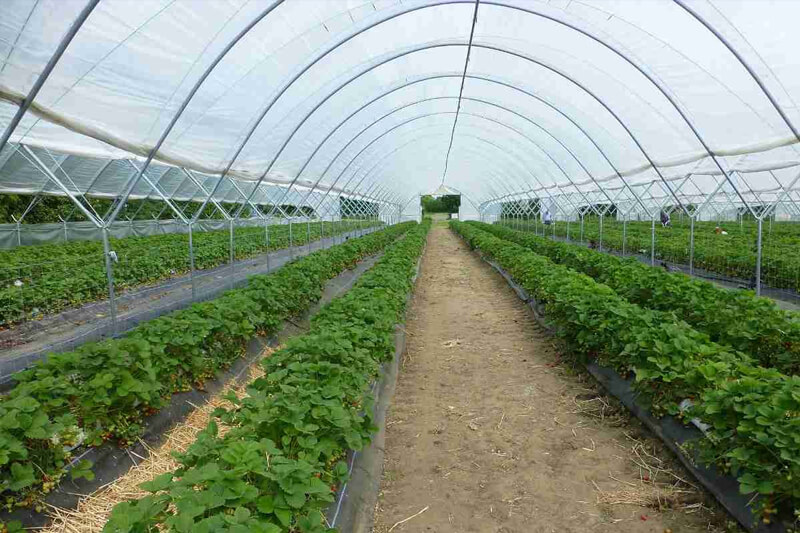 Protected Cultivation Solutions - Vagad Agro Services