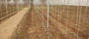 Vagad Agro Flat Shade Nethouse Farming