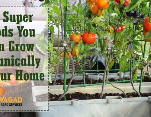 10 Super Foods You Can Grow Organically in Your Home Kitchen Garden