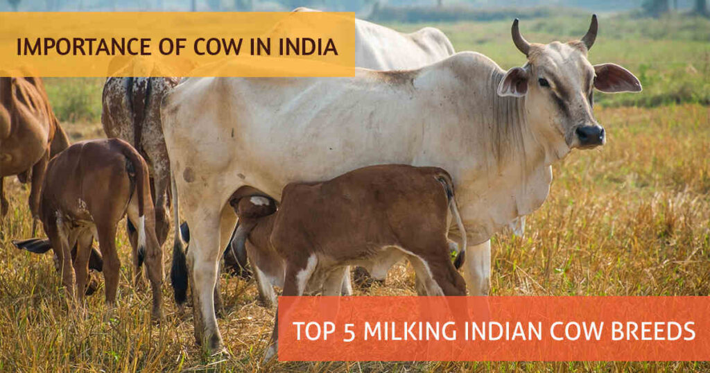 Importance of Cow, Cow breed in India