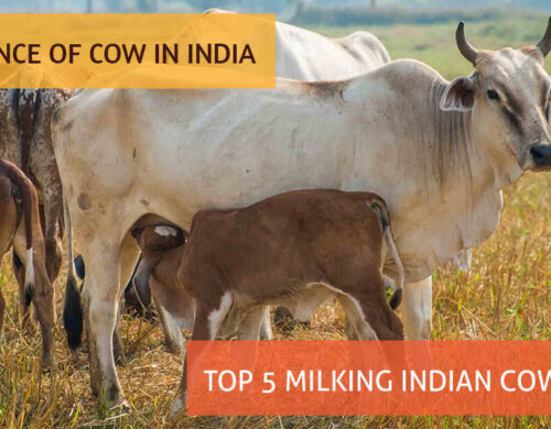 Importance of Cow in India, Top 5 Milking Indian Cow breeds