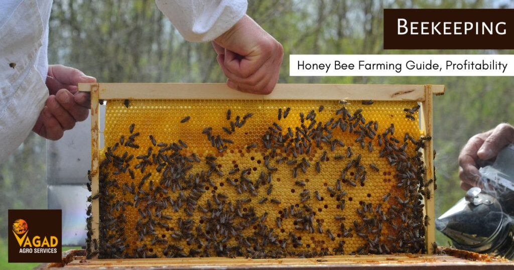 Beekeeping - Honey Bee Farming Guide