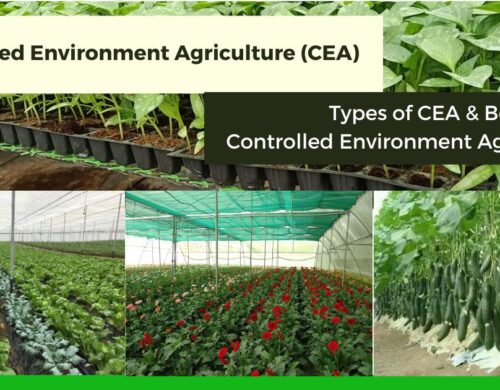 Controlled Environment Agriculture: Benefits and Types of CEA