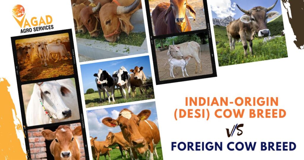 Indian Origin Cow vs Foreign Cow Breed