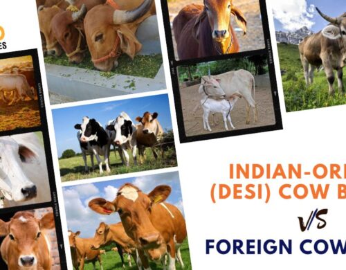 Difference Between Indian Origin Cow And Foreign Cow Breed like Holstein Friesian, Jersey and Brown Swiss