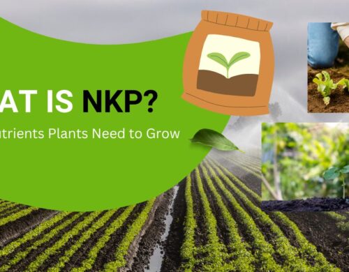 NPK: Primary Nutrients Plants Need to Grow, The Complete Guide
